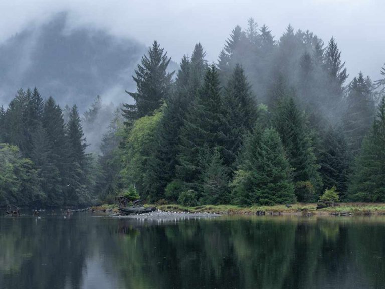 Illuminate Counselling North Vancouver, BC misty forest with reflective water