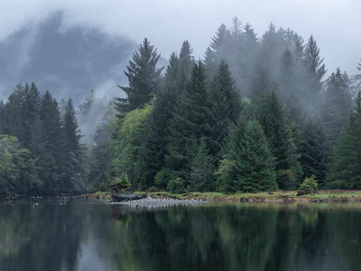 Illuminate Counselling North Vancouver, BC misty forest with reflective water