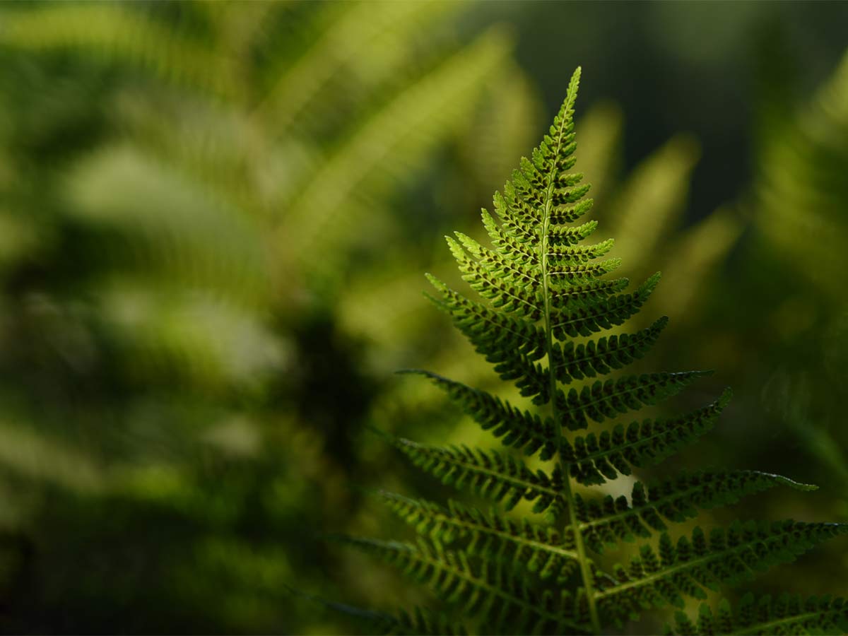 Mental health Counselling North Vancouver, BC fern plant in the forest