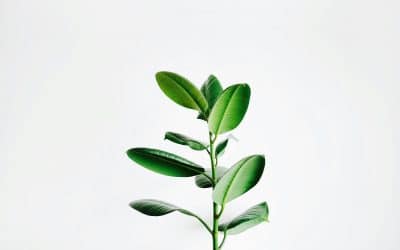 What is Reproductive Mental Health?